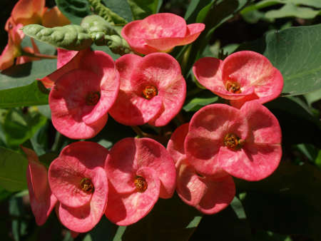 Crown of Thornsの写真素材