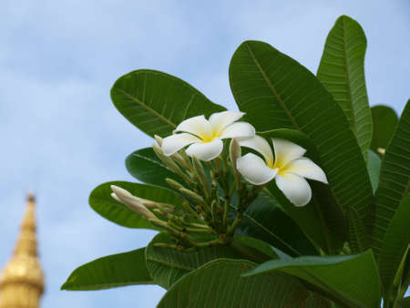 Frangipaniの写真素材