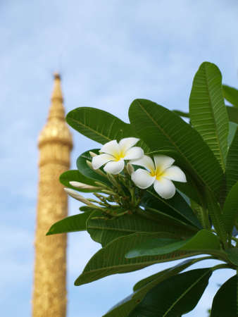Frangipaniの写真素材