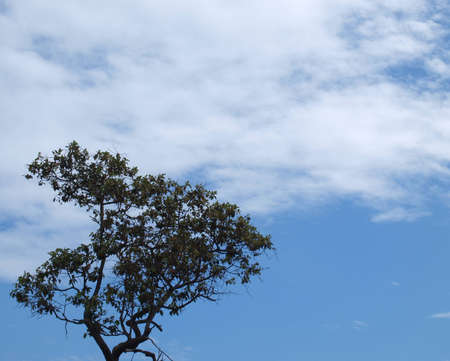 tree and sky      の写真素材