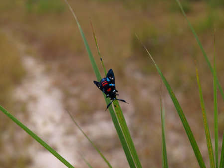 Insects on a green backgroundの写真素材
