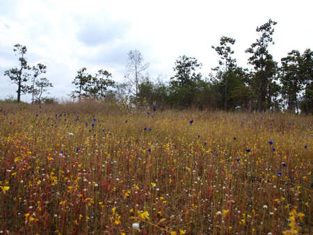 Field of grass in tha winterの写真素材