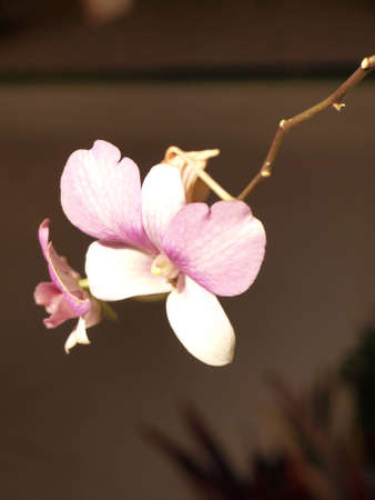 White Orchid flowersの写真素材
