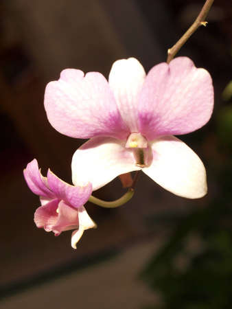 White Orchid flowersの写真素材