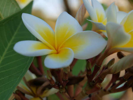 White Frangipaniの写真素材