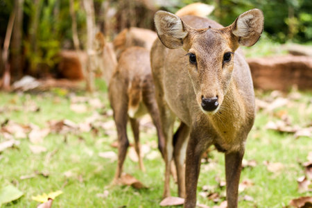 hog deerの写真素材