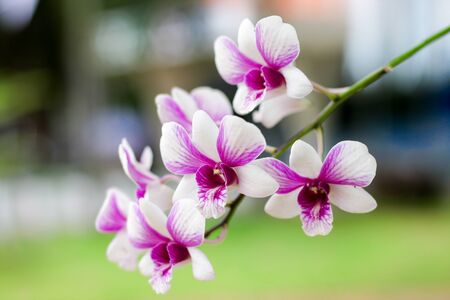 orchidの写真素材