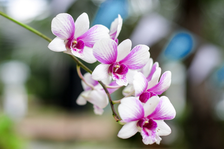 orchidの写真素材