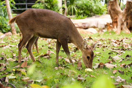 hog deerの写真素材
