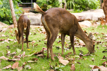 hog deerの写真素材