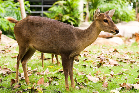 hog deerの写真素材
