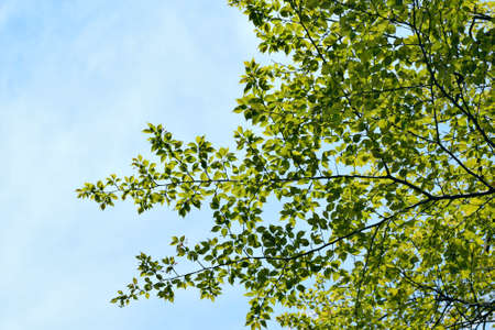 leaves