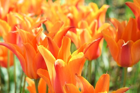 tulipの写真素材