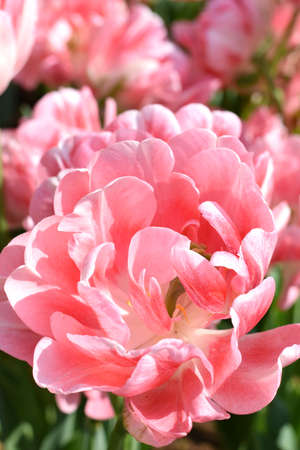 tulipの写真素材
