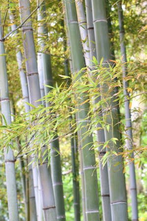 bambooの写真素材