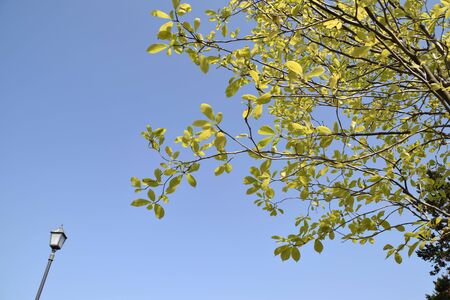 sky and treeの写真素材