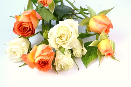 rosesの写真素材