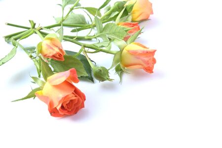 rosesの写真素材