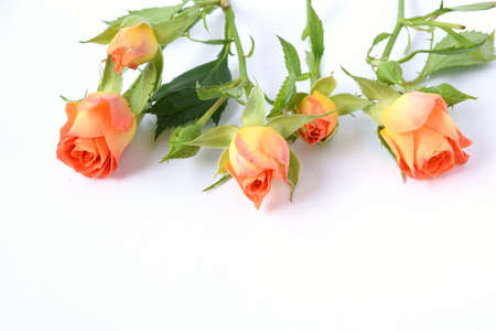 rosesの写真素材