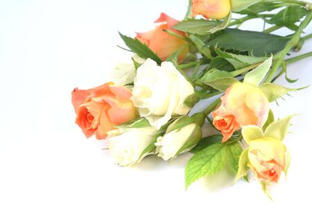 rosesの写真素材