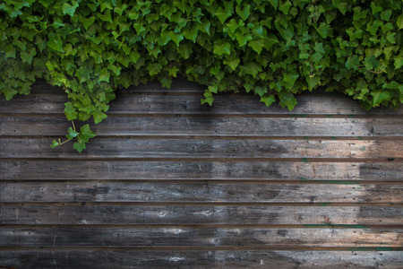 ivy wooden backgroundの写真素材