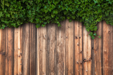 ivy wooden backgroundの写真素材
