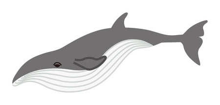 Whale - sea lifeのイラスト素材