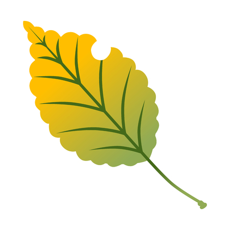 Yellow colored autumn leafのイラスト素材