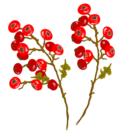 Red colored autumn berriesのイラスト素材