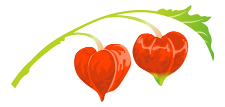 Japanese Winter Cherryのイラスト素材