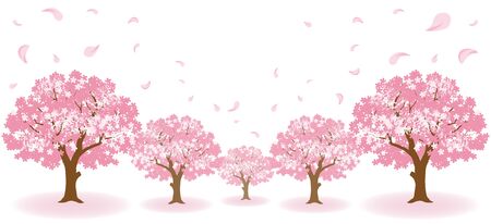 Cherry blossom trees and falling petalsのイラスト素材