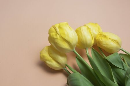 Yellow tulips on a pink background, copy space, horizontal orientationの写真素材