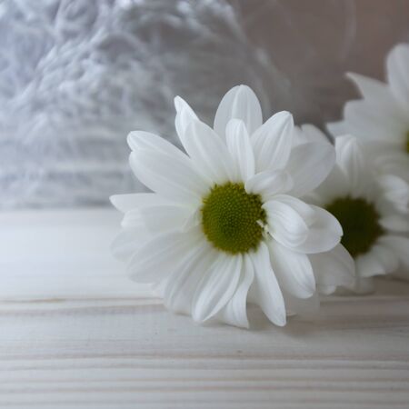 chrysanthemum flower close-up, floral mood
の写真素材