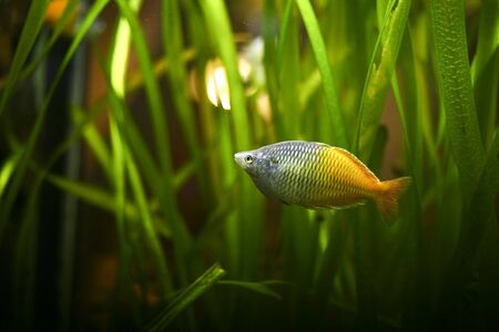 fish