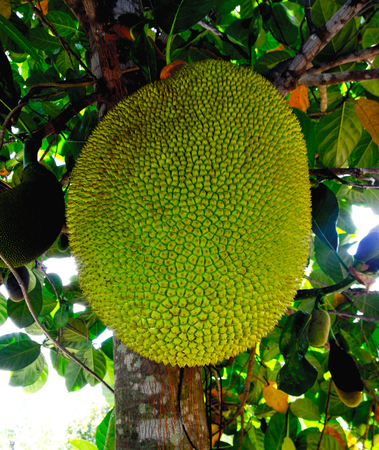 Jackfruit