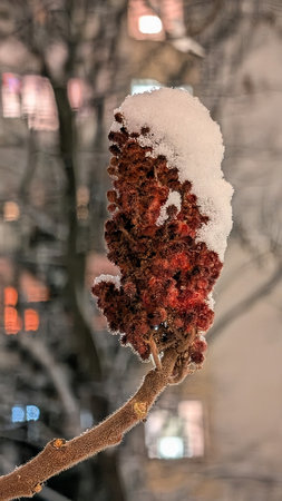 First Snow on Plants. Gentle snowflakes rest on autumn plants, creating a calm and poetic natural scene.の写真素材
