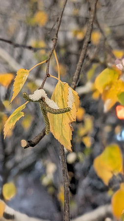 First Snow on Plants. Gentle snowflakes rest on autumn plants, creating a calm and poetic natural scene.の写真素材