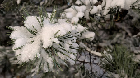 First Snow on Plants. Gentle snowflakes rest on autumn plants, creating a calm and poetic natural scene.の写真素材