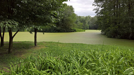Pond covered with duckweed, surrounded by grass and trees along the shores.の写真素材