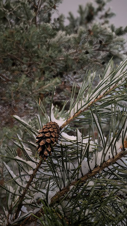 First Snow on Plants. Gentle snowflakes rest on autumn plants, creating a calm and poetic natural scene.の写真素材