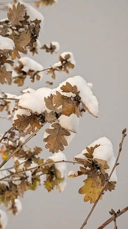 First Snow on Plants. Gentle snowflakes rest on autumn plants, creating a calm and poetic natural scene.の写真素材