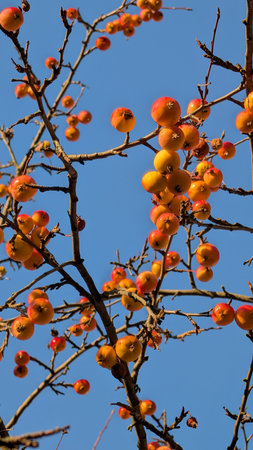 Wild Apple Tree with Autumn Fruits. Wild apple tree with vivid orange-yellow fruits against a blue sky, branches bare and bright.の写真素材