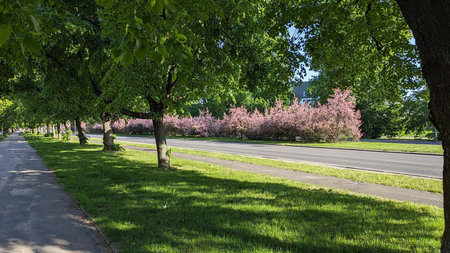 Alley with Pink Flowering Shrubs and Green Trees. Scenic alley lined with pink flowering bushes, green trees, grass, a road for cars, and a pedestrian walkway.の写真素材