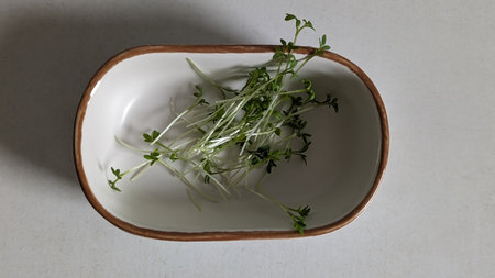 Fresh Green Watercress Sprouts in a White Ceramic Bowlの写真素材