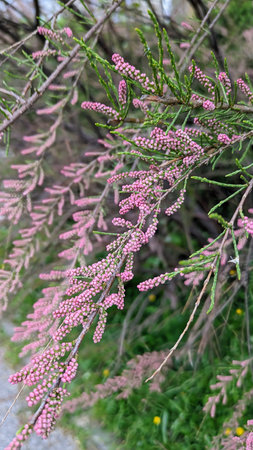 Delicate Pink Blooms on Feathery Branchesの写真素材