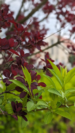 Contrasting Green and Burgundy Spring Foliageの写真素材