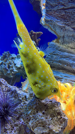 Common Longhorn Cowfish Displayed in Aquarium. A bright marine creature with distinctive shapes and smooth movement captured in a clear aquatic environment.の写真素材