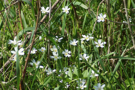 Delicate White Flowers Blooming in Green Spring Grassの写真素材