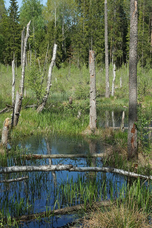 Sunlit Forest Swamp with Dead Trees and Reedsの写真素材