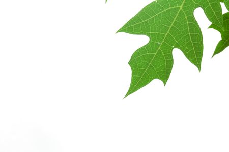 Background leaves.の写真素材